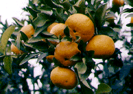 ‘安替列’柑Citrus reticulata 'Antillaise'